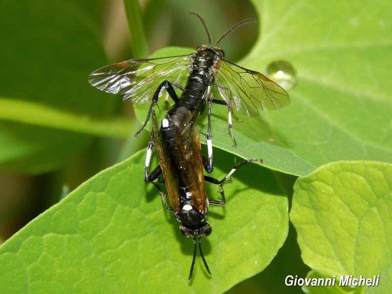 Richiesta di ID: Macrophya duodecimpunctata